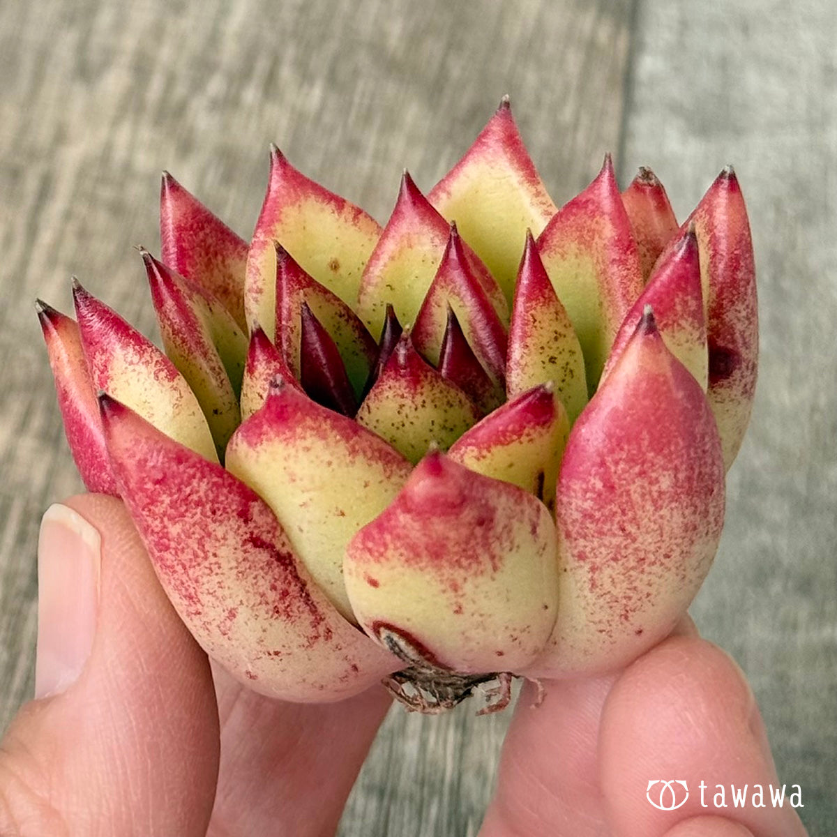 【2/18発売】ロザリウム（チャンヒー農園苗）