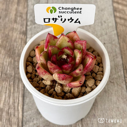 【2/18発売】ロザリウム（チャンヒー農園苗）
