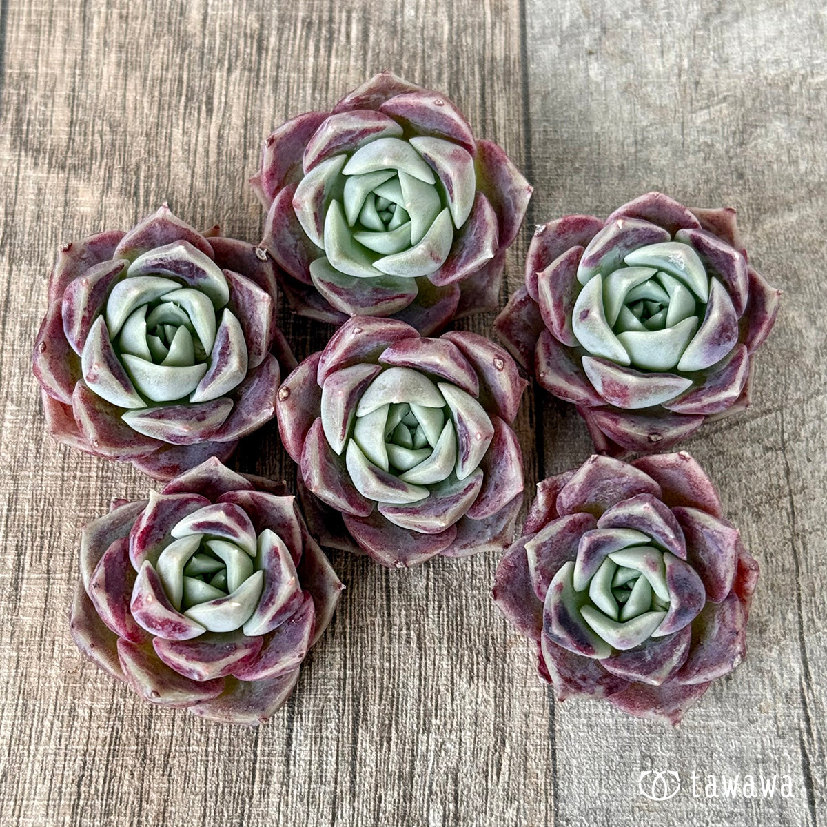 新入荷＊ コットンキャンディ（チャンヒー農園苗） – 多肉植物の通販