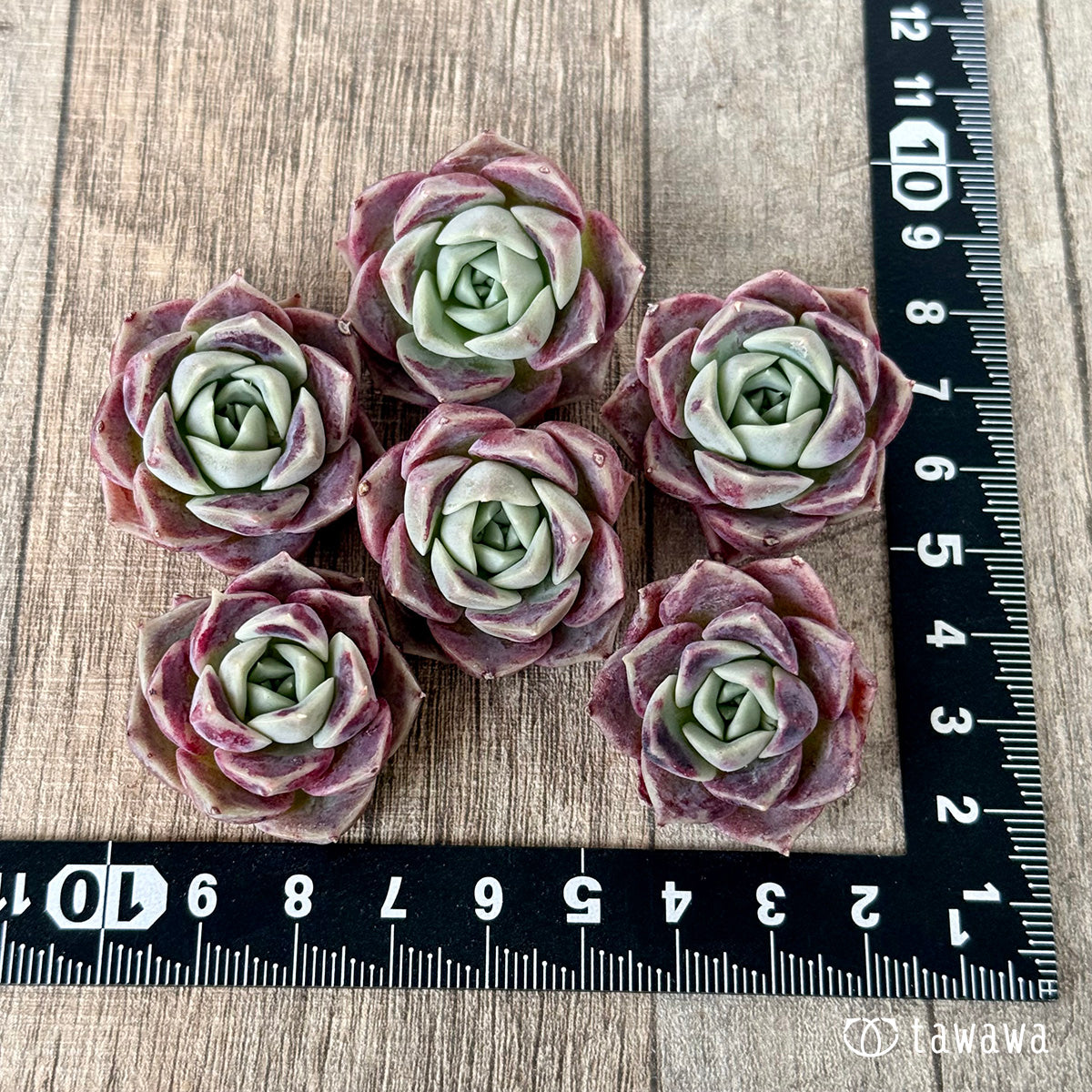 ＊新入荷＊　コットンキャンディ（チャンヒー農園苗）