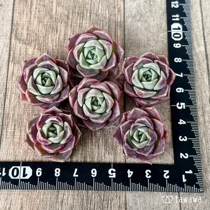 ＊新入荷＊　コットンキャンディ（チャンヒー農園苗）