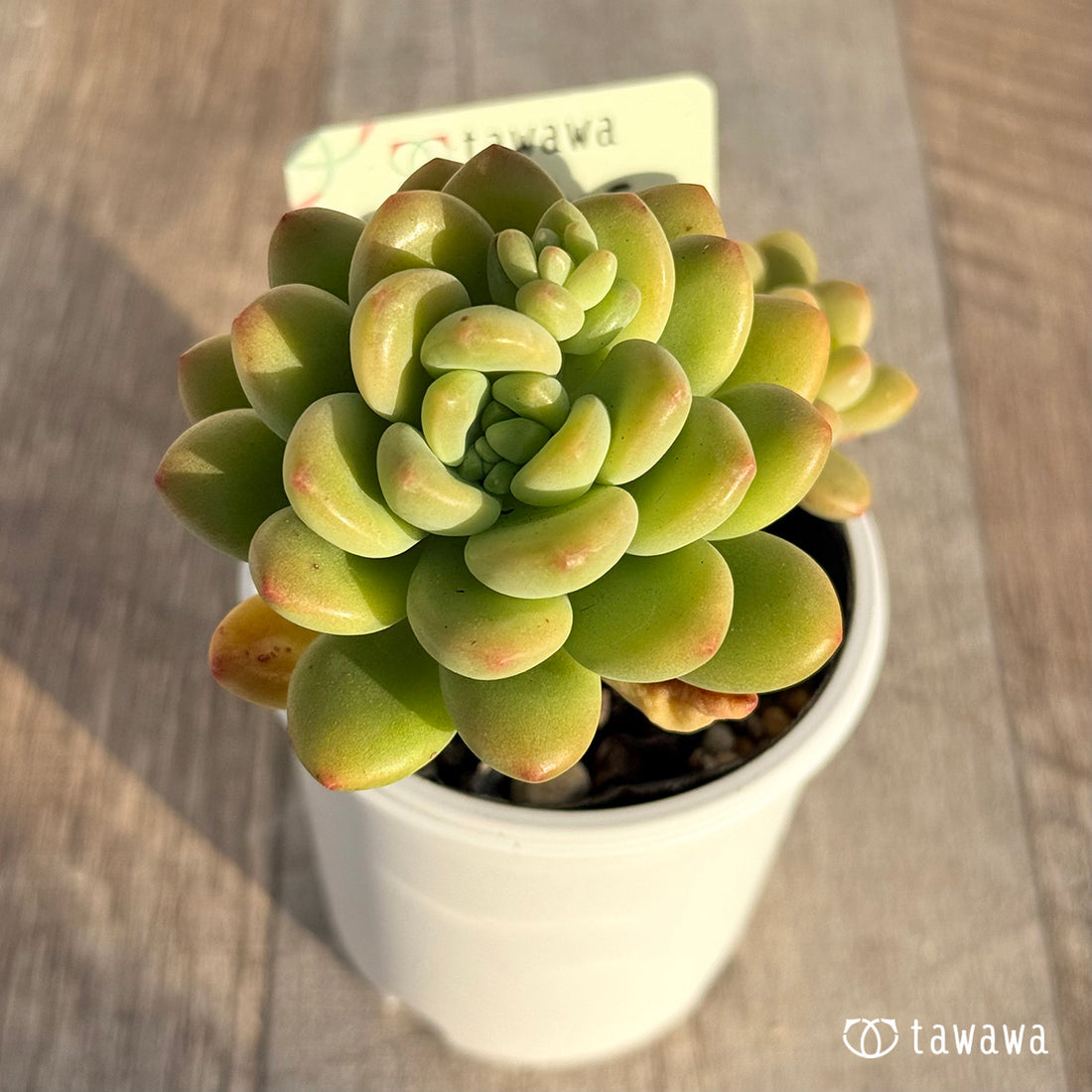 シャングリラ 【tawawaハウス苗】