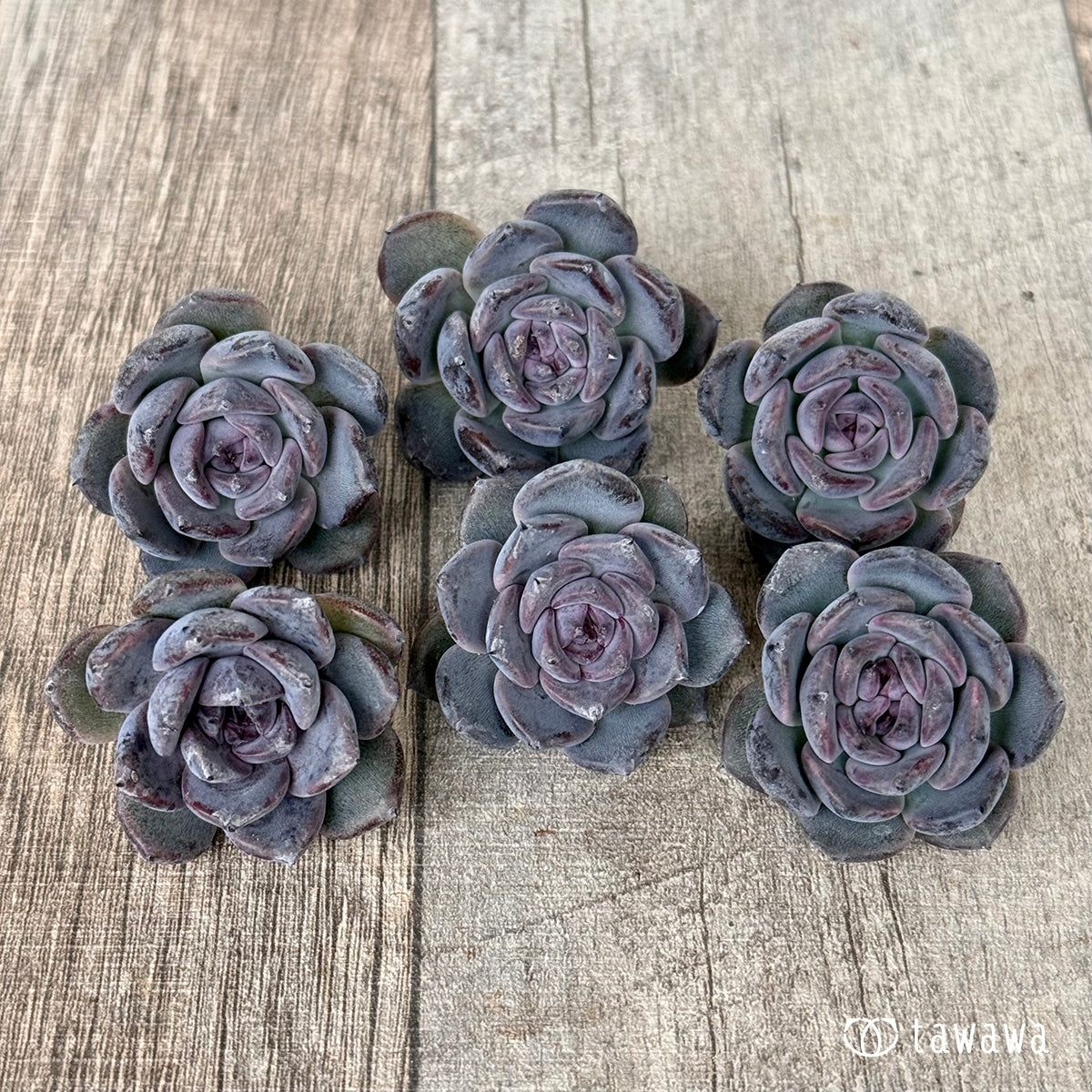 ＊新入荷＊　サラブラック（チャンヒー農園苗）