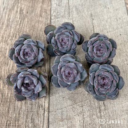 ＊新入荷＊　サラブラック（チャンヒー農園苗）