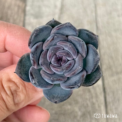 ＊新入荷＊　サラブラック（チャンヒー農園苗）