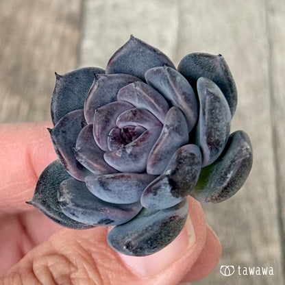 ＊新入荷＊　サラブラック（チャンヒー農園苗）