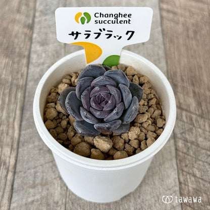 ＊新入荷＊　サラブラック（チャンヒー農園苗）