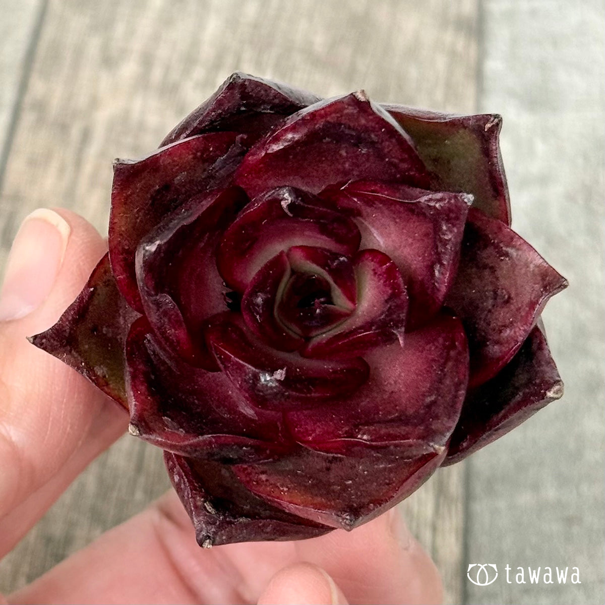 ＊新入荷＊　ファイヤーフォックス（チャンヒー農園苗）