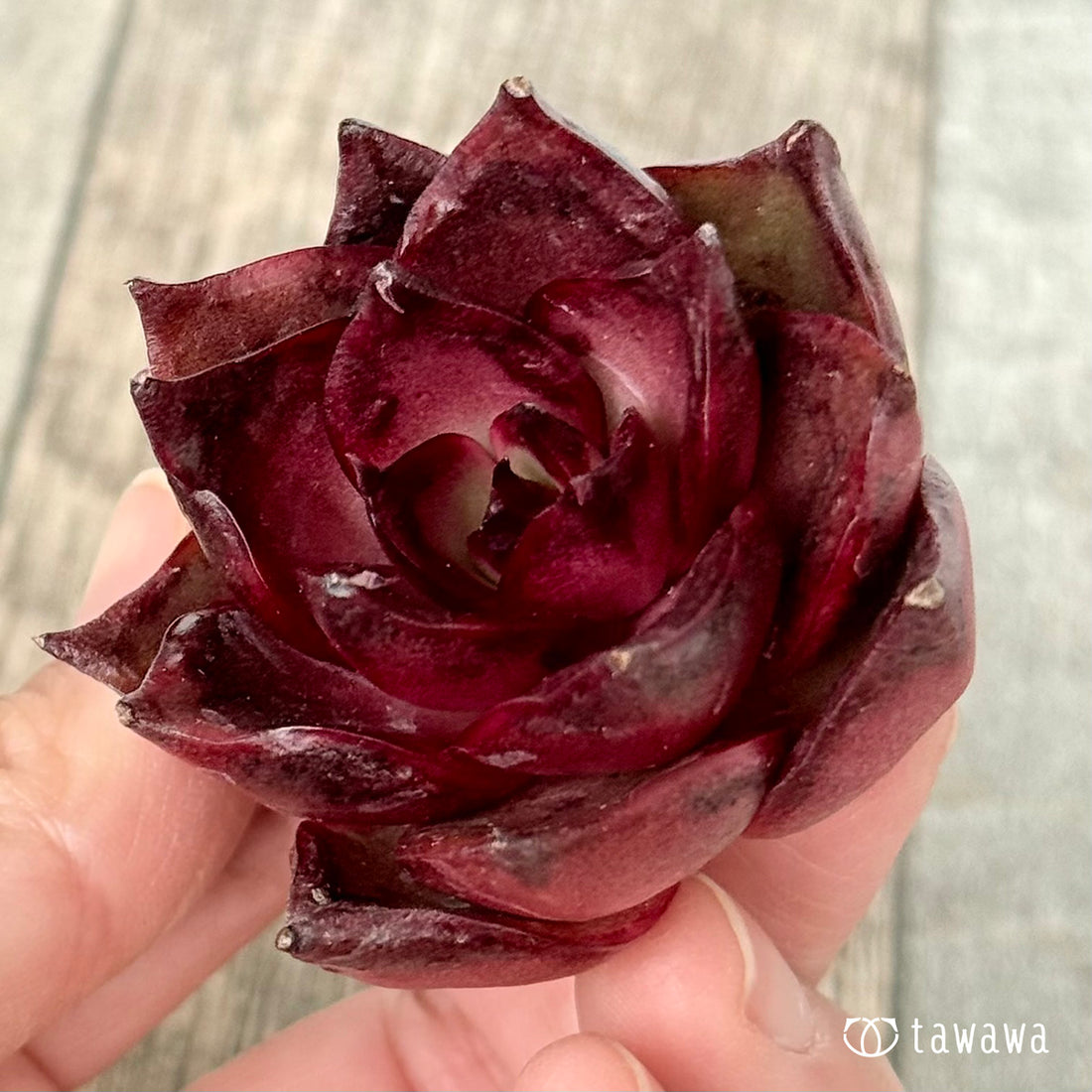 New Arrivals: Ice Green