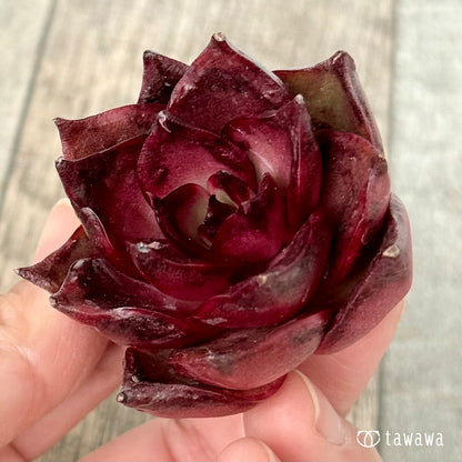 ＊新入荷＊　ファイヤーフォックス（チャンヒー農園苗）