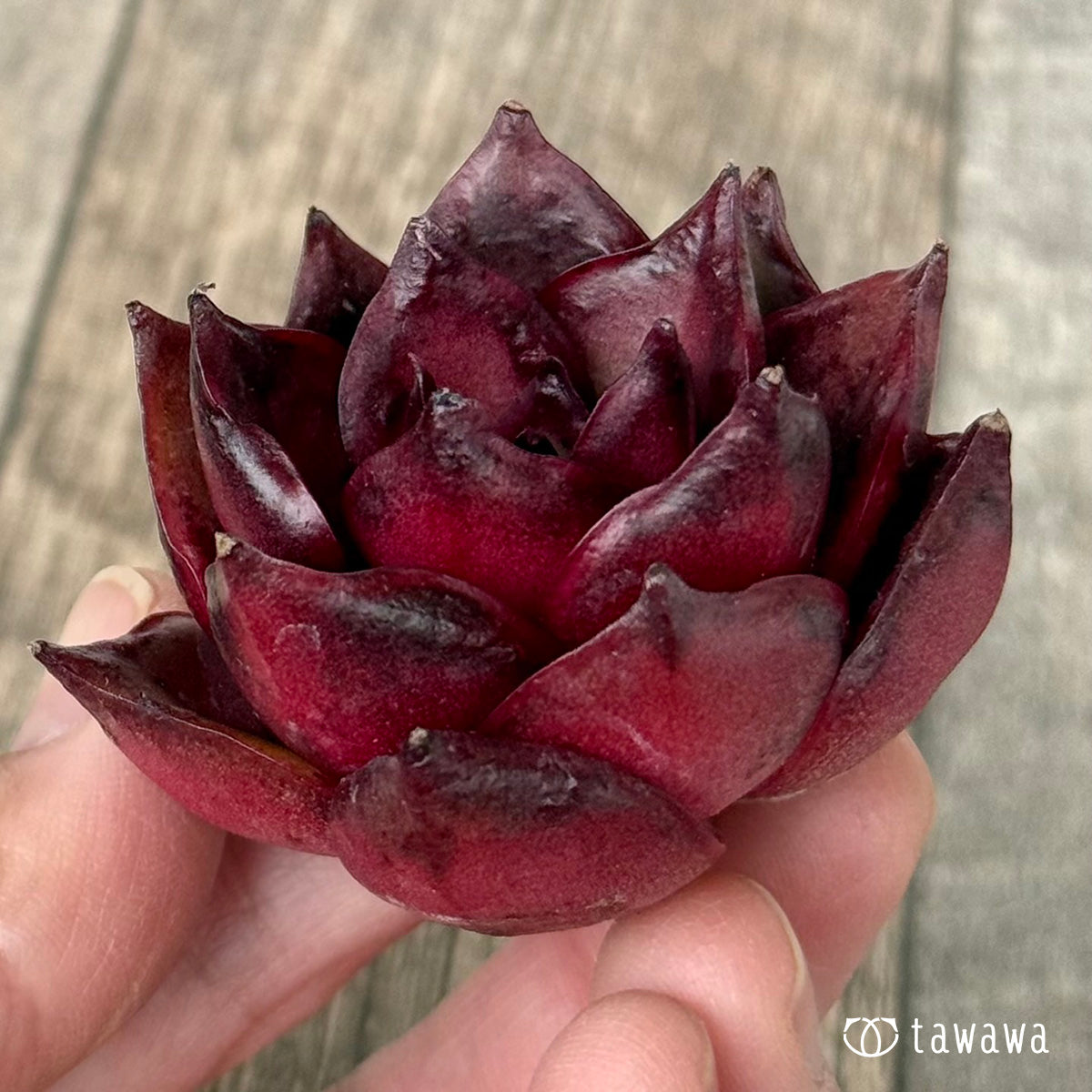 ファイヤーフォックス（チャンヒー農園苗） – 多肉植物の通販・販売