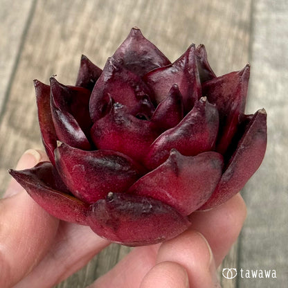 ＊新入荷＊　ファイヤーフォックス（チャンヒー農園苗）