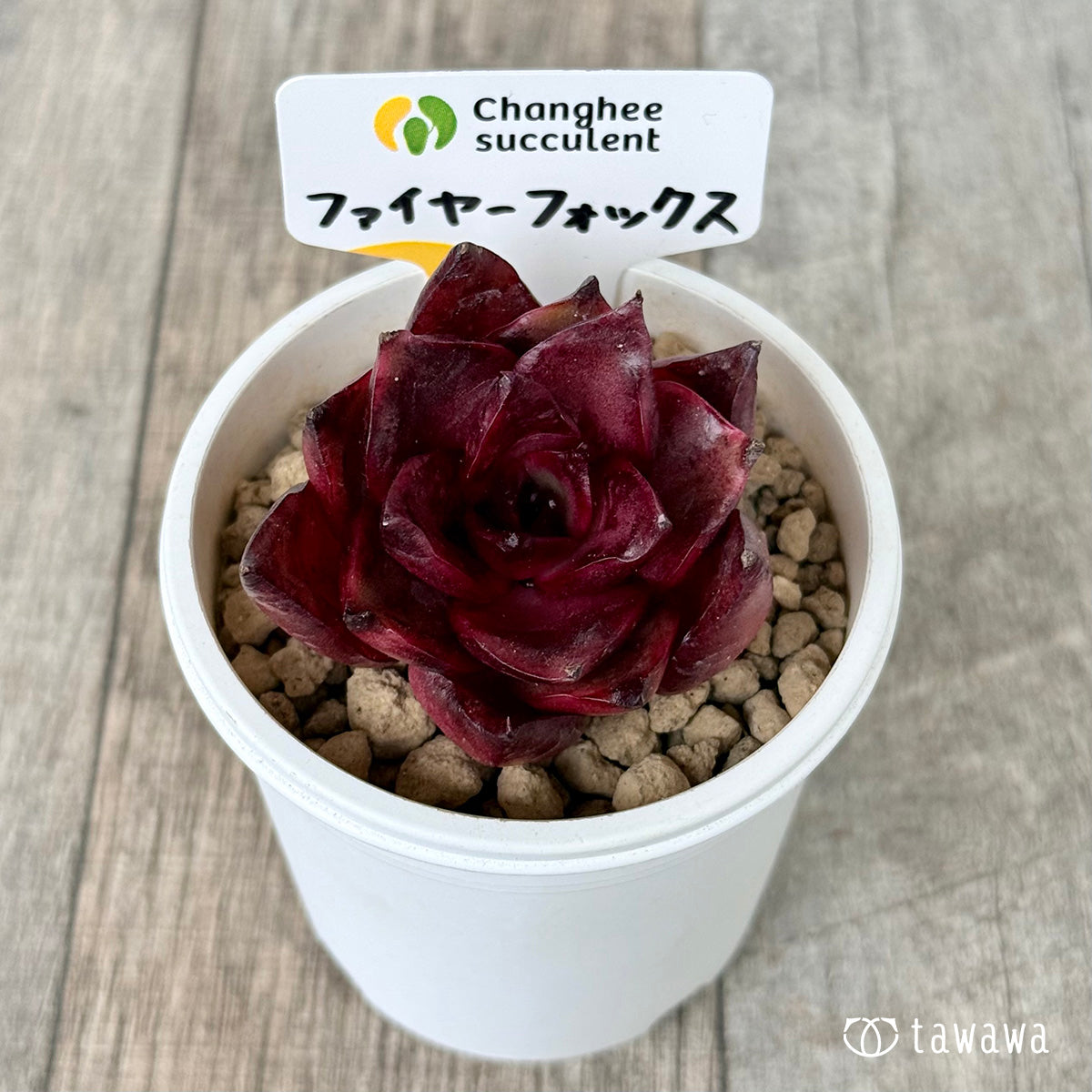 ファイヤーフォックス（チャンヒー農園苗） – 多肉植物の通販・販売