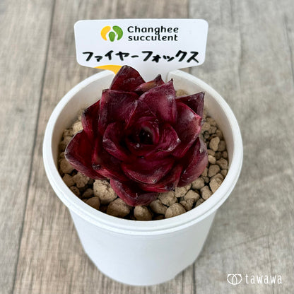 ＊新入荷＊　ファイヤーフォックス（チャンヒー農園苗）