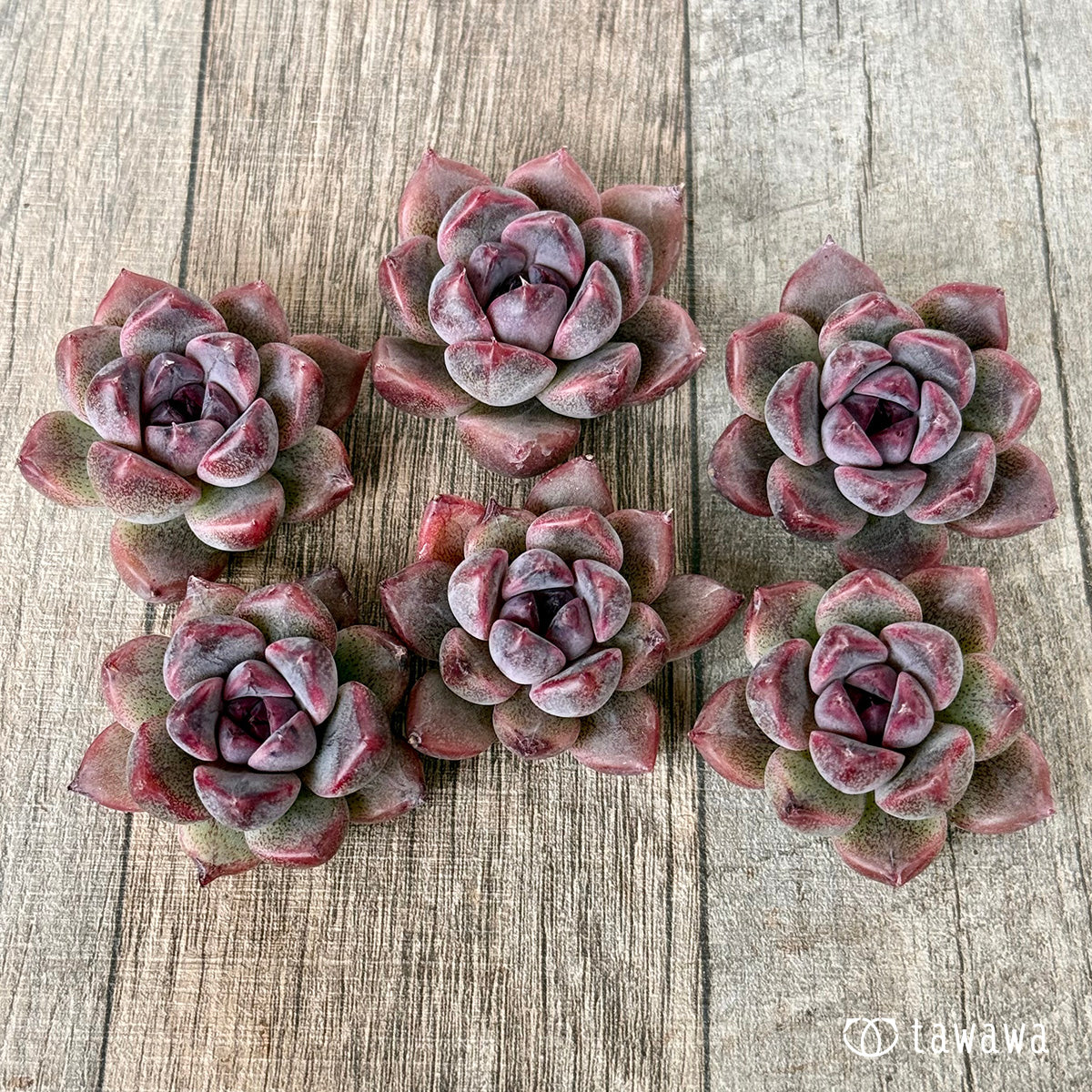 ＊新入荷＊　CN.238（チャンヒー農園苗）