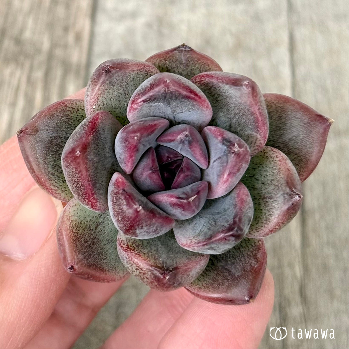 ＊新入荷＊　CN.238（チャンヒー農園苗）