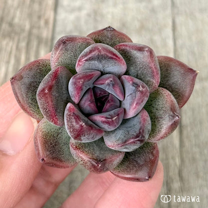 ＊新入荷＊　CN.238（チャンヒー農園苗）