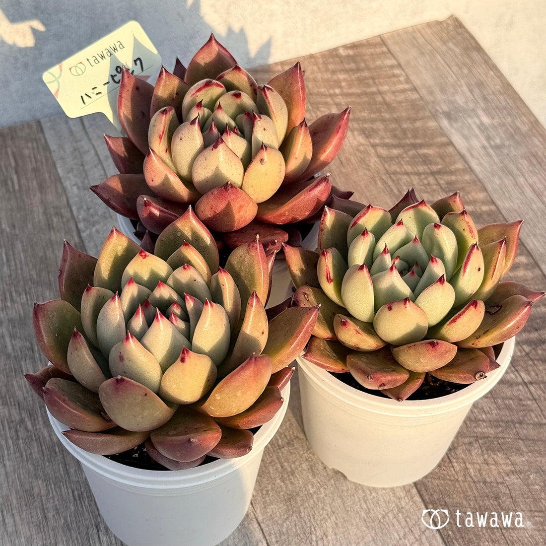 ハニーピンク 【tawawaハウス苗】