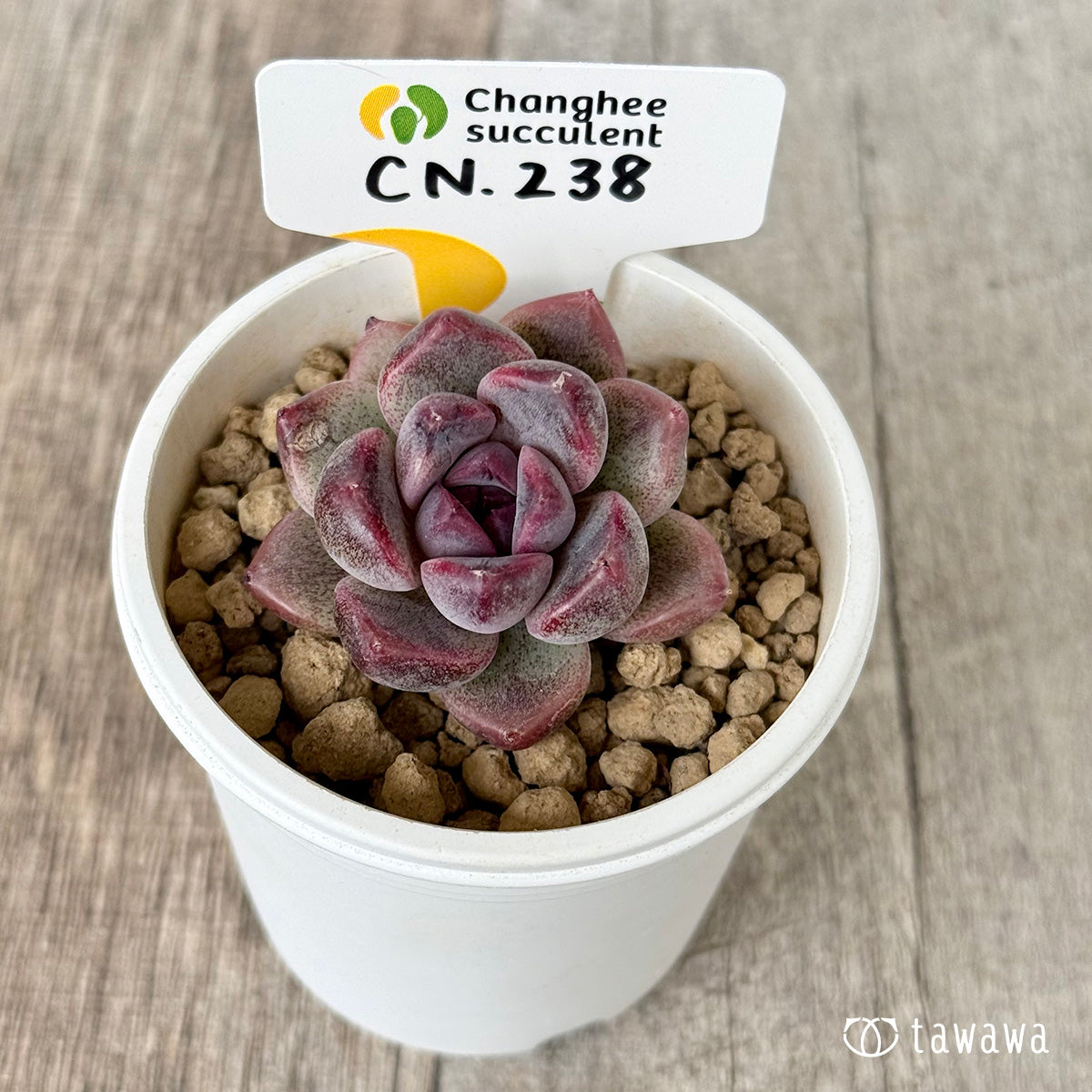 ＊新入荷＊　CN.238（チャンヒー農園苗）