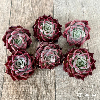 ＊新入荷＊　SK.1 （チャンヒー農園苗）