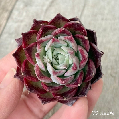 ＊新入荷＊　SK.1 （チャンヒー農園苗）