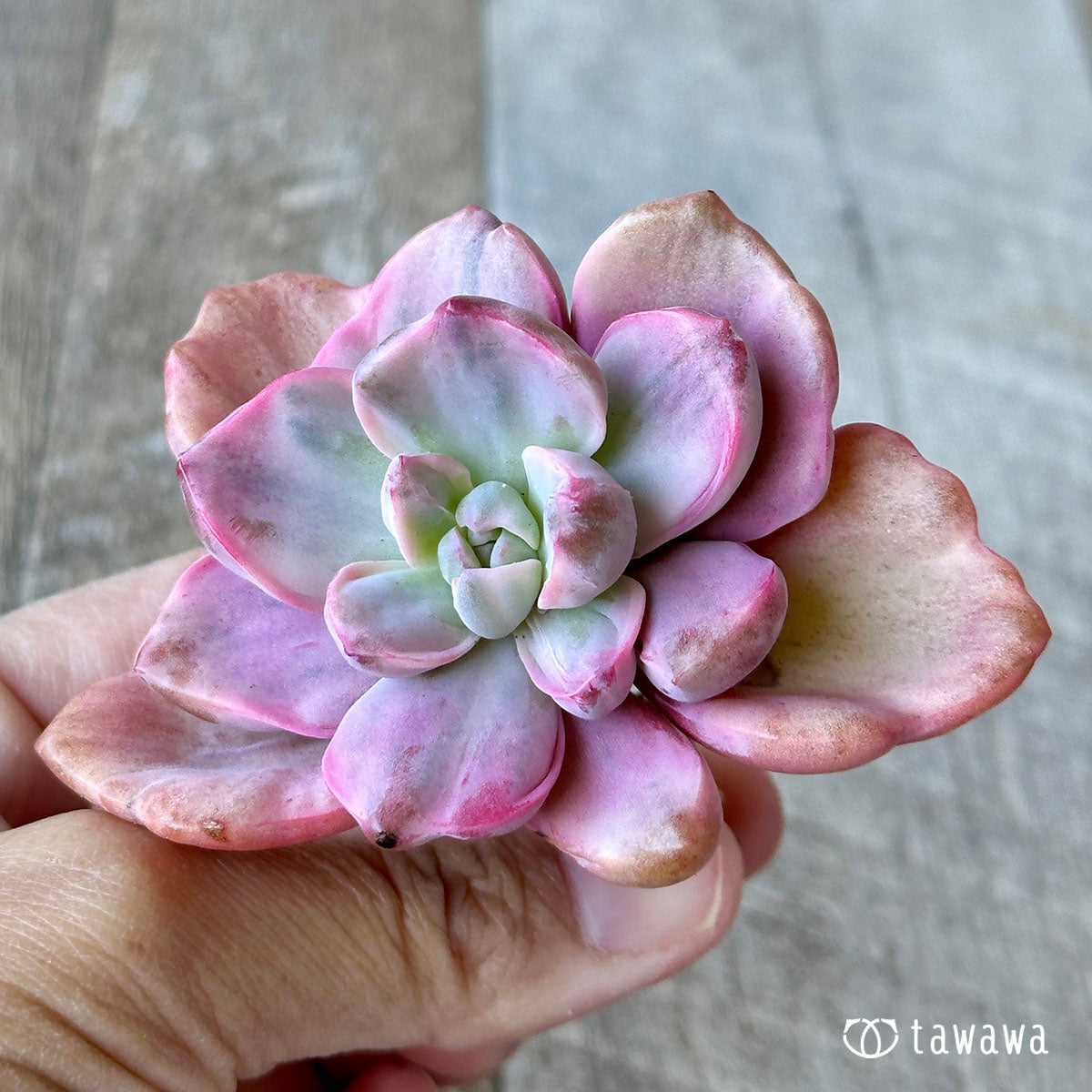 집시 금 (미세스 리처드 금)