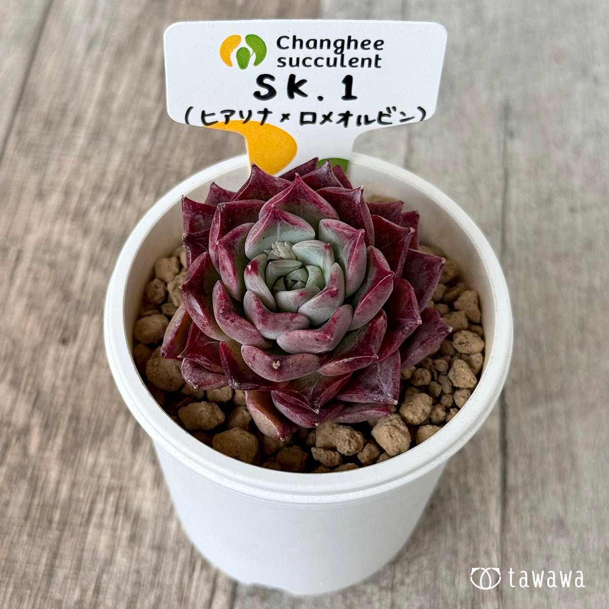 ＊新入荷＊　SK.1 （チャンヒー農園苗）