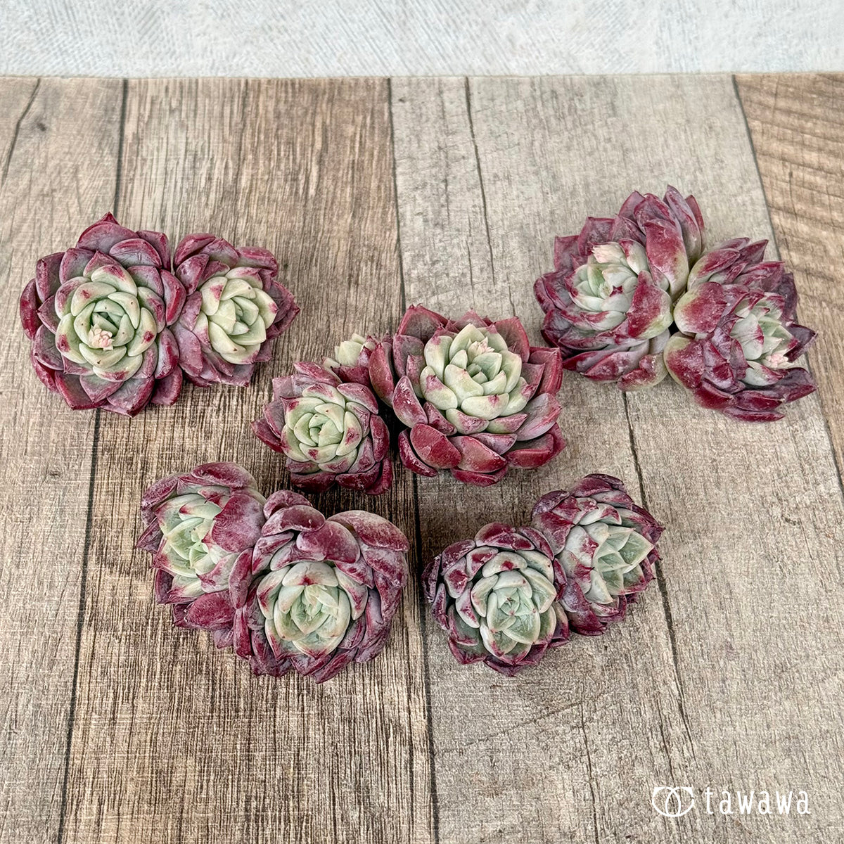 ＊新入荷＊　アイスサラ【多頭】（チャンヒー農園苗）