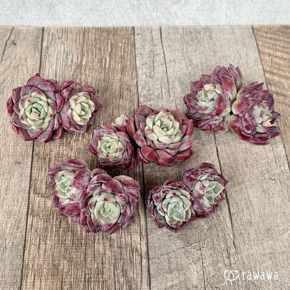 ＊新入荷＊　アイスサラ【多頭】（チャンヒー農園苗）