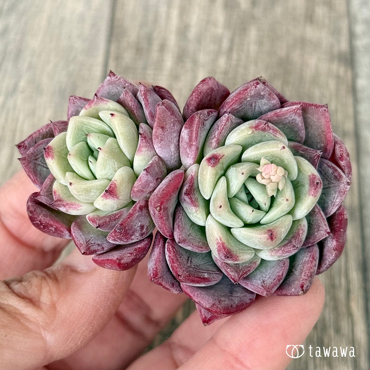 ＊新入荷＊　アイスサラ【多頭】（チャンヒー農園苗）