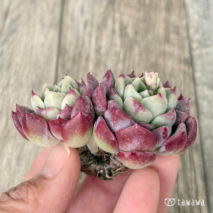 ＊新入荷＊　アイスサラ【多頭】（チャンヒー農園苗）