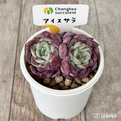 ＊新入荷＊　アイスサラ【多頭】（チャンヒー農園苗）