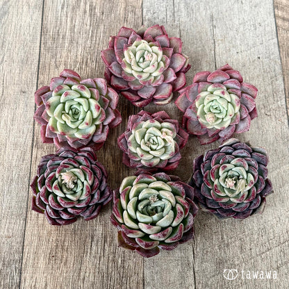 ＊新入荷＊　アイスサラ【単頭】（チャンヒー農園苗）