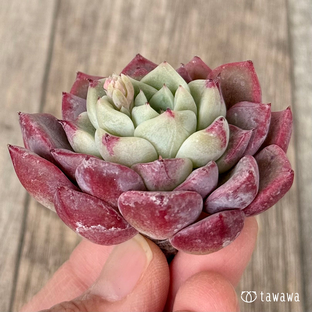 アイスサラ【単頭】（チャンヒー農園苗） – 多肉植物の通販・販売