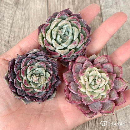 ＊新入荷＊　アイスサラ【単頭】（チャンヒー農園苗）