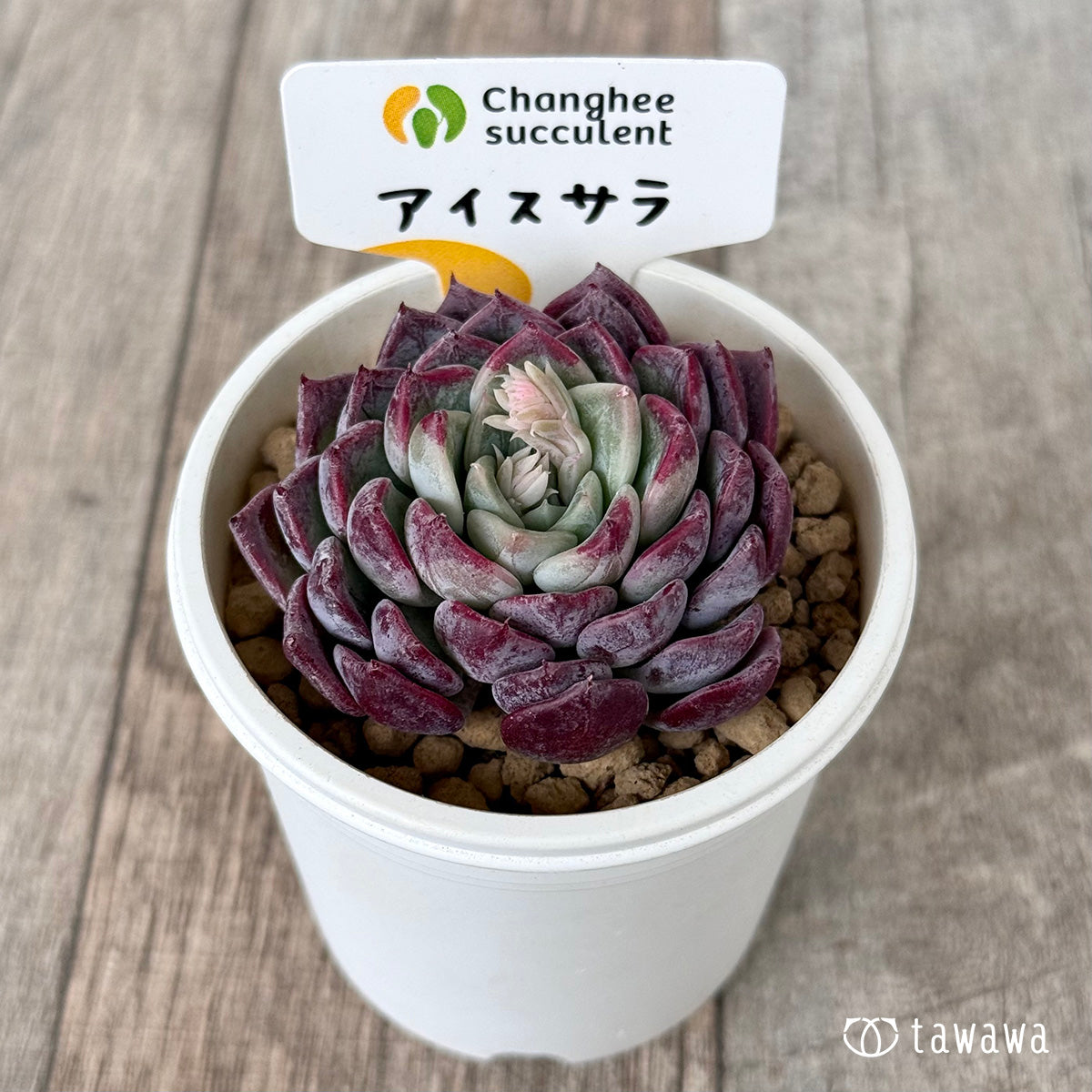 ＊新入荷＊　アイスサラ【単頭】（チャンヒー農園苗）