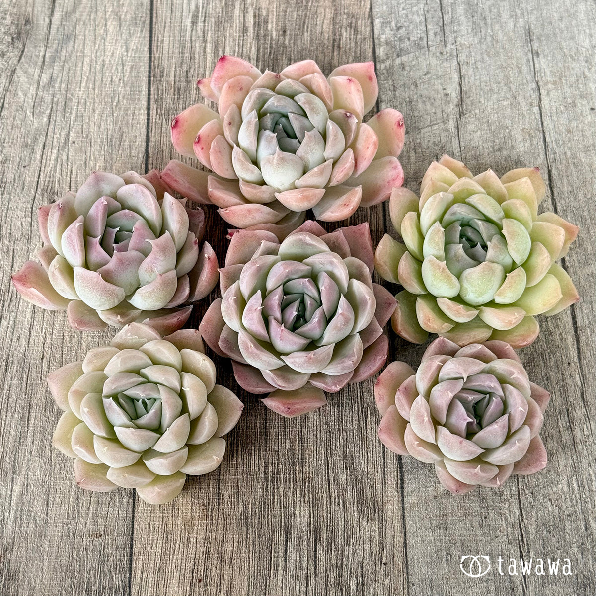 New Arrivals: Ice Green