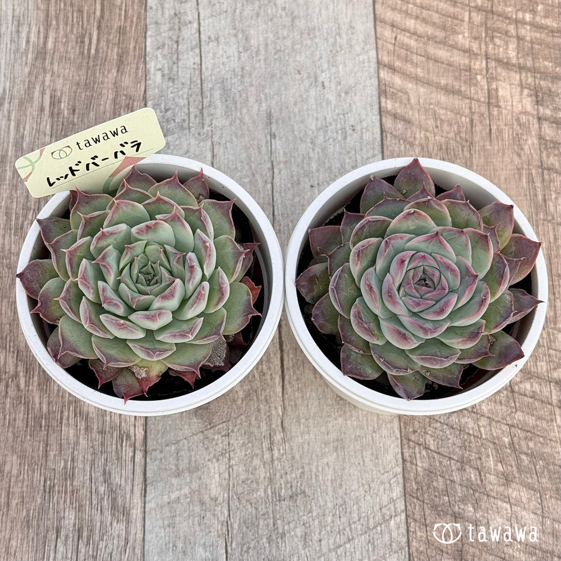 レッドバーバラ 【tawawaハウス苗】