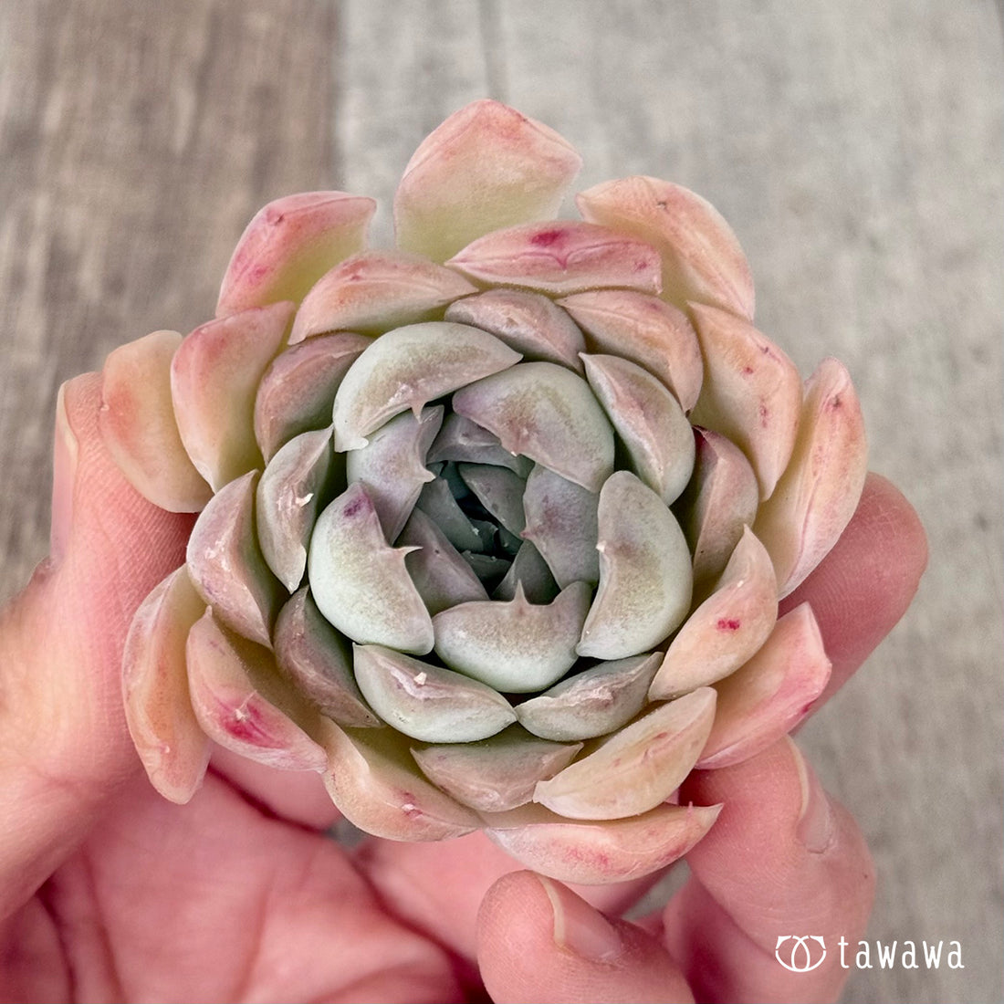 New Arrivals: Ice Green