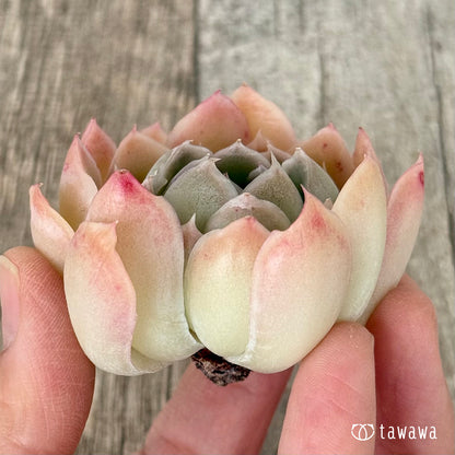 New Arrivals: Ice Green