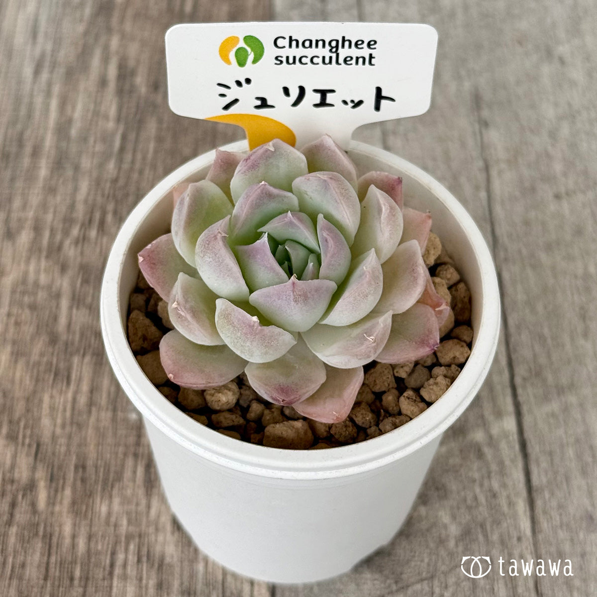 New Arrivals: Ice Green