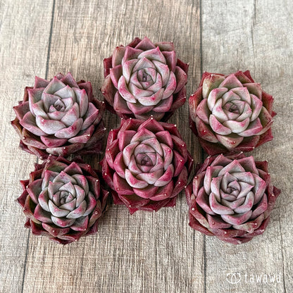 ＊新入荷＊　SK.7（チャンヒー農園苗）