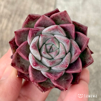 ＊新入荷＊　SK.7（チャンヒー農園苗）