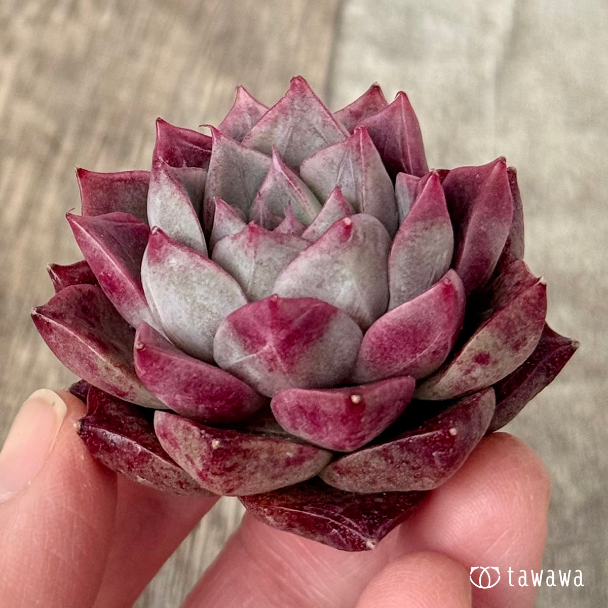 ＊新入荷＊　SK.7（チャンヒー農園苗）