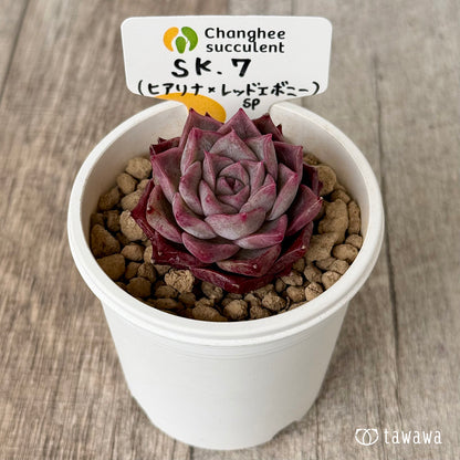 ＊新入荷＊　SK.7（チャンヒー農園苗）