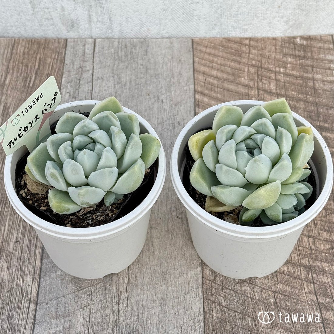 アルビカンス バンプ 【tawawaハウス苗】