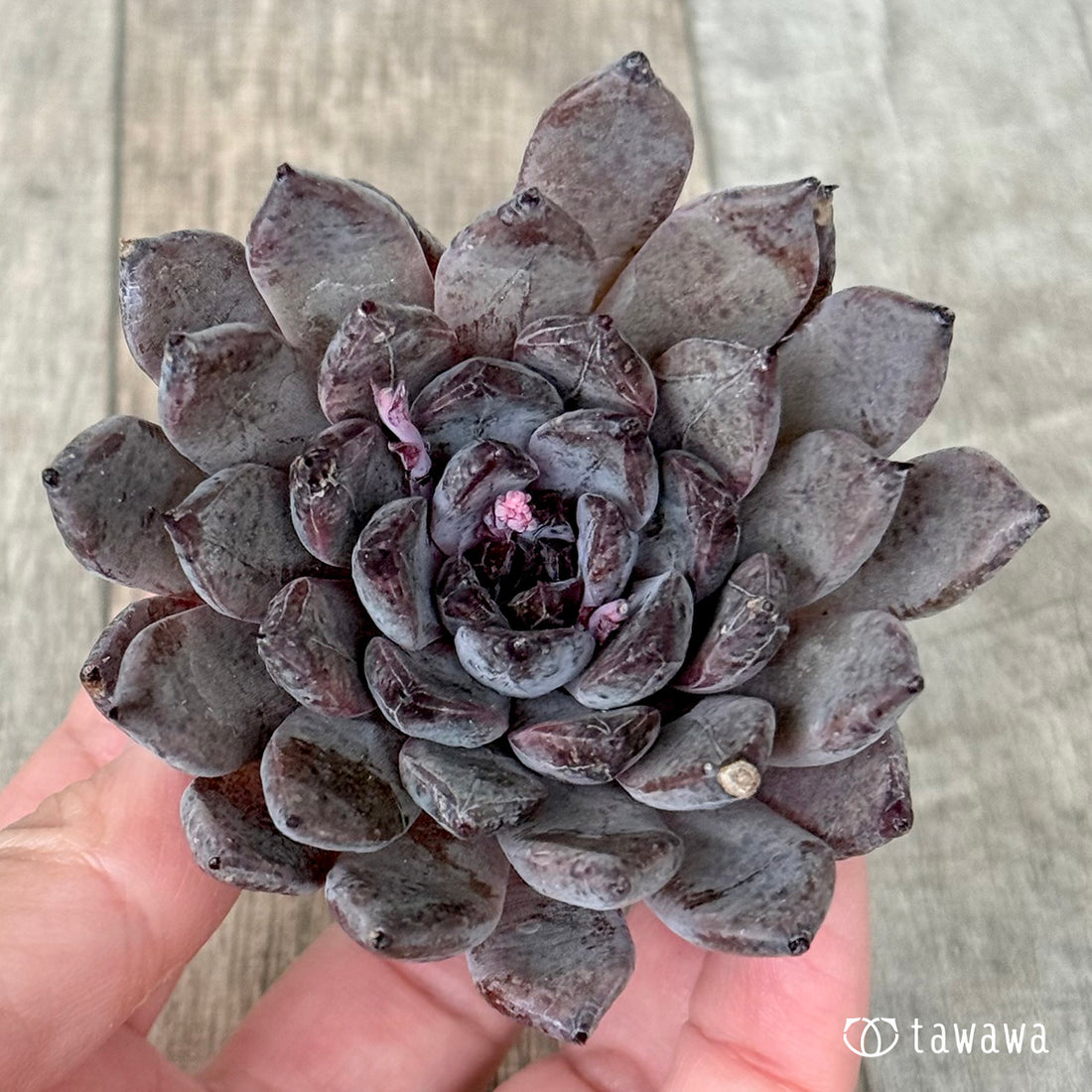 【2/18発売】ブラックザラゴーサ【単頭】（チャンヒー農園苗）