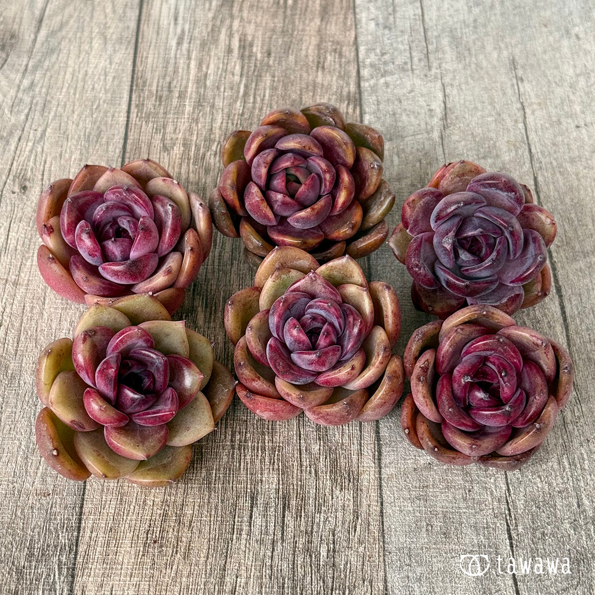 2/18発売】ブラックピンク（チャンヒー農園苗） – 多肉植物の通販