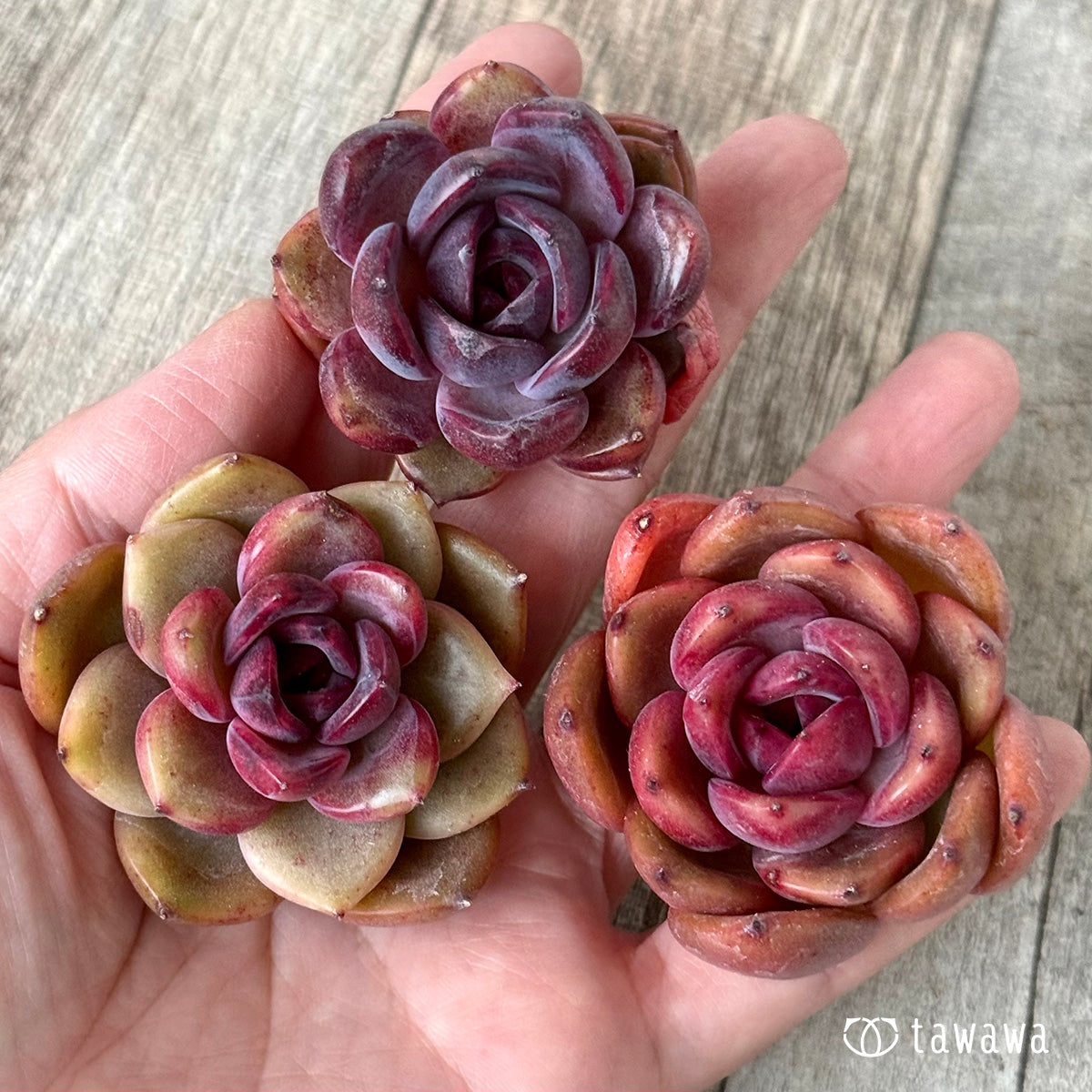 ブラックピンク(チャンヒー農園苗) – 多肉植物の通販・販売 ブラックピンク(チャンヒー農園苗) – 多肉植物の通販・販売