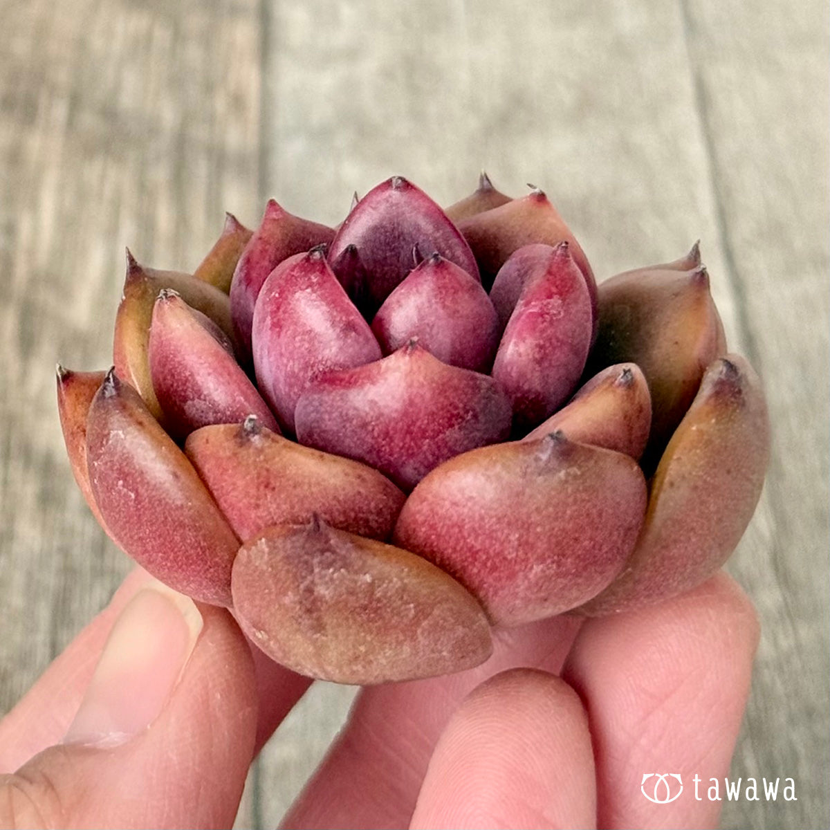 ブラックピンク(チャンヒー農園苗) – 多肉植物の通販・販売 ブラックピンク(チャンヒー農園苗) – 多肉植物の通販・販売